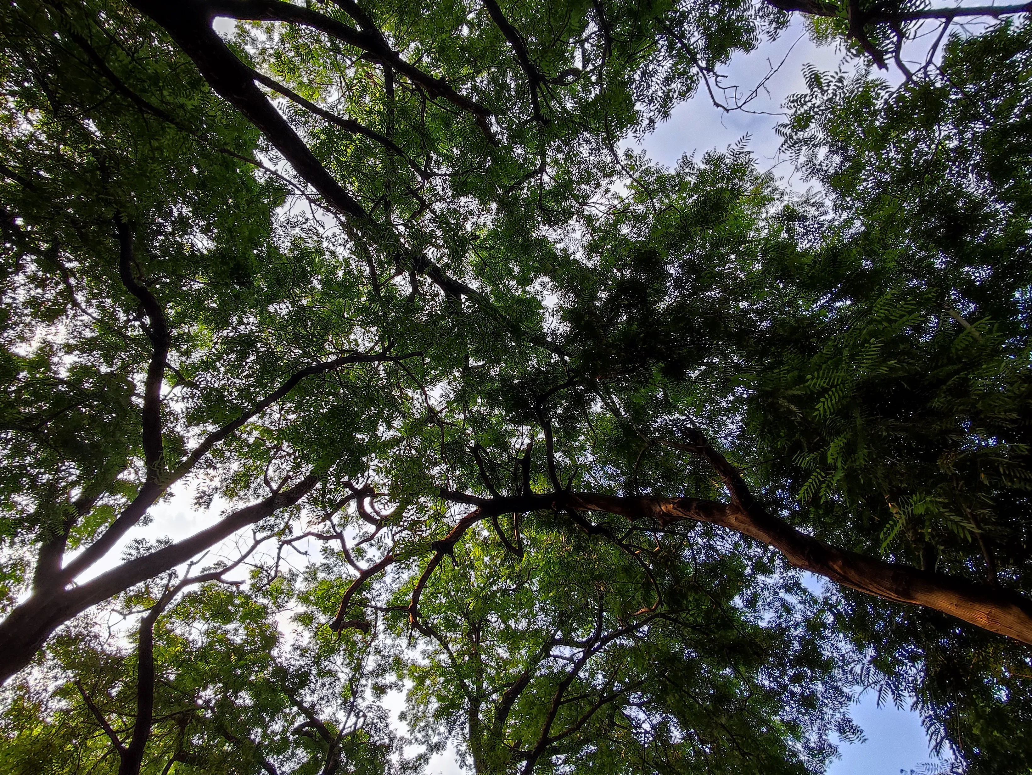 Natural greenery around Mahamandir