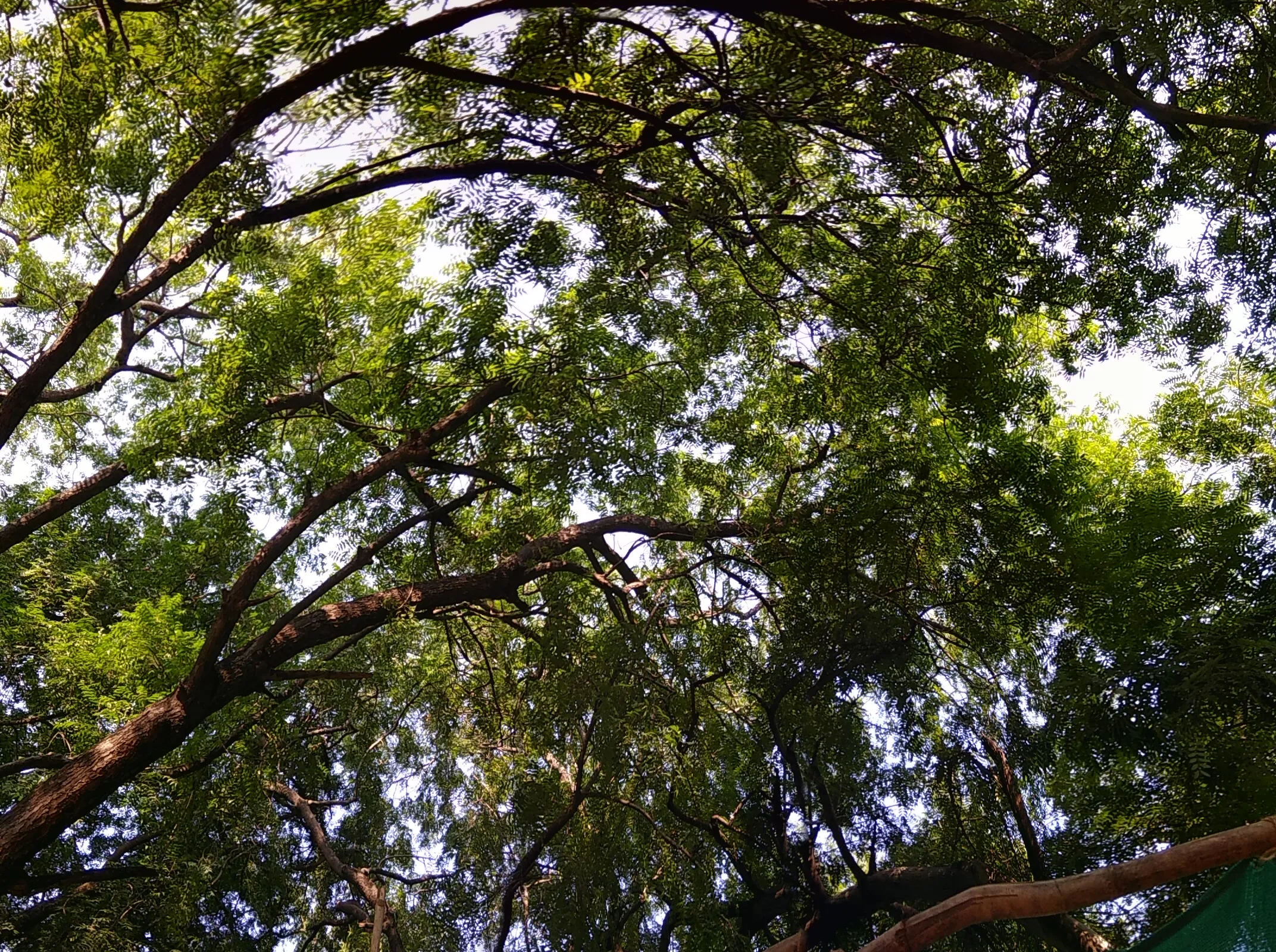 Tree canopy and natural beauty at Ompuri